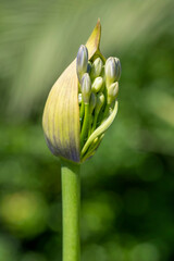 Close-up view of an Agapanthus flower blooming against a blurry green background