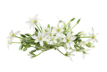White flowers Grass Lily isolated on white background. Border of flowers Ornithogalum umbellatum.