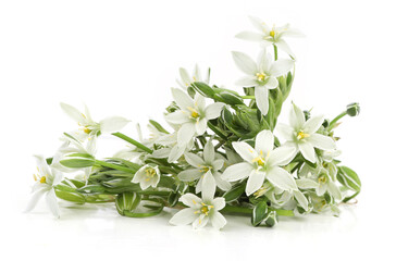 White flowers Grass Lily isolated on white background. Border of flowers Ornithogalum umbellatum.