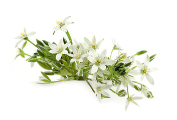 White flowers Grass Lily isolated on white background. Border of flowers Ornithogalum umbellatum.