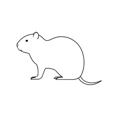 Obraz premium A Prehensile Tailed Hutia A Large Caribbean Rodent On A White Background