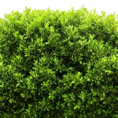 Fototapeta premium Lush Green Foliage Dense Bush Texture, White Background, Nature Photography, Greenery Foliage, Greenery