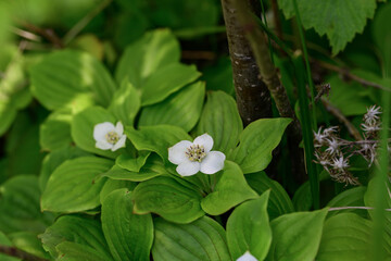 Canadian deren blooms in the forest