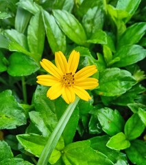 Bright yellow Wedelia flower blooms beautifully among lush green leaves, spreading tropical garden charm.