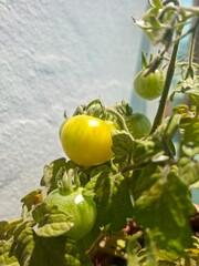 green tomatoes on a branch