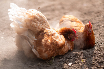chicken in the coop, hen at farm