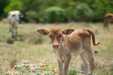 Cows are eating grass, nature background
