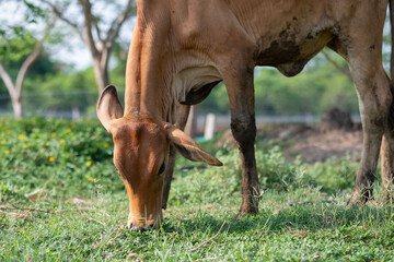 Cows are eating grass, nature background