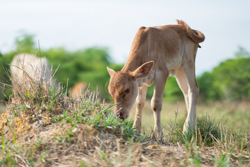Cows are eating grass, nature background