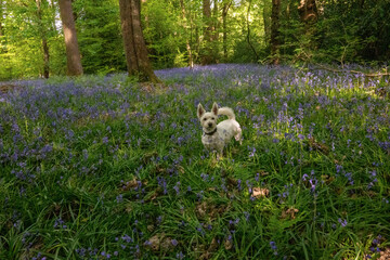 White Dog standing in a bluebell field