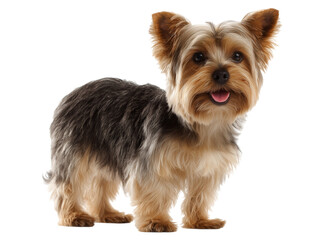 A charming Yorkshire Terrier, a tiny dog with silky hair, stands ready, showing its playful personality and adorable face in full focus.