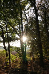 Fototapeta premium Wald mit Sonne