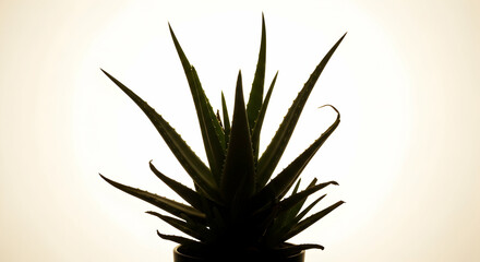 Fototapeta premium Aloe Vera Plant In Contrast Light, Close-Up on Isolated Background
