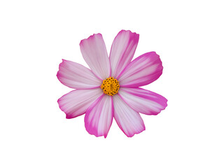 Isolated white and pink cosmos flower head with transparent background.