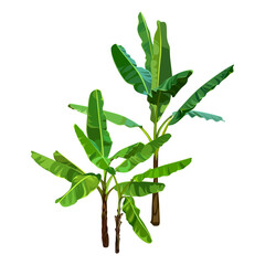 Green Banana Palm Trees isolated on a white background. Desert and tropical houseplants. 
