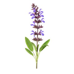 Naklejka premium Single sage plant with purple flowers isolated on white background