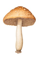 Mushroom fungus agaric white background.