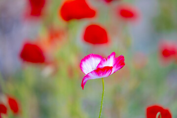 Selective focus of wild purple white flower, Papaver somniferum or Opium poppy, Poppies are...