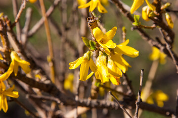 A vibrant forsythia bush in full bloom, its bright yellow flowers a stunning contrast against soft brown background. Beautiful big yellow flowers in spring