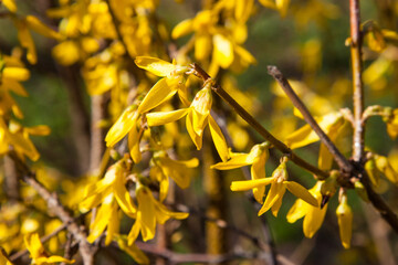 A vibrant forsythia bush in full bloom, its bright yellow flowers a stunning contrast against soft brown background. Beautiful big yellow flowers in spring