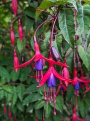 Hummingbird Fuchsia Flower