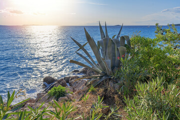 A large agave plant grows on a rocky Mediterranean coastline, overlooking the shimmering sea at sunset.