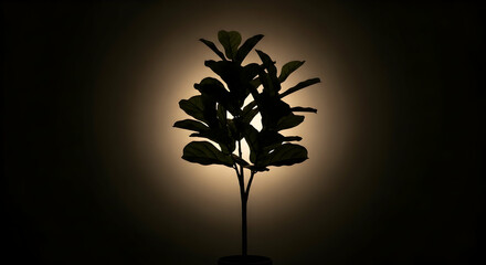 Fig Leaf Tree Silhouette Against a Warm Backlight Creates an Elegant Glow