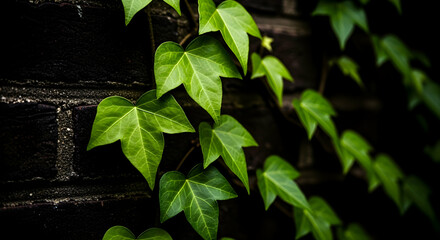 Lush Green Ivy Embracing Dark Brickwork A Vertical Garden Aesthetic