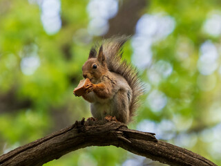 Squirrel eats bread. Cute squirrel sitting on a branch in the park and eating rye bread.