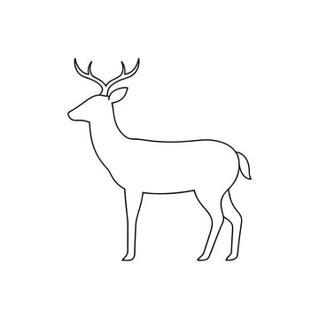 Thorold's Deer on White Background Large Asian Deer Illustration