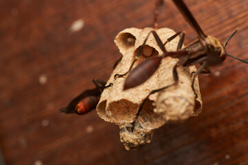 closeup view of social wasps building nest