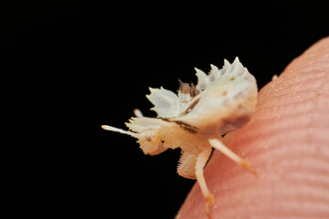 Obraz premium macro shot of phymatinae on yellow flower