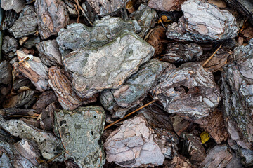 pine bark texture
