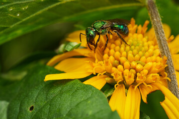metallic green bee on yellow flower