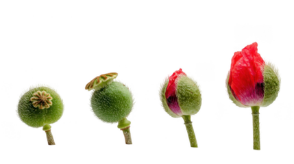 Four poppies showcasing various stages of blooming, ranging from closed buds to vibrant full blossoms, isolated on a transparent background, ideal for creative compositions