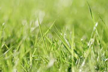 Juicy bright green grass in sunlight. Close up. Lawn background. Texture of new grass growing in field. Meadow on warm sunset or sunrise time. Tranquil nature scene. Golden hour. Greenery, dew drops