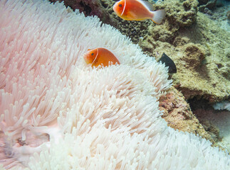 Pink skunk clownfish in a pale anemone, Ningaloo Coral Reef, Western Australia