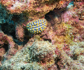 Phyllidia varicosa sea slug on Ningaloo Reef, Western Australia, Australia