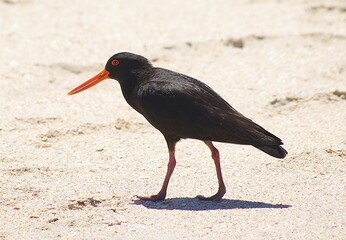 Black oystercatcher, Cape Reinga, Kaitaia, North Island, New Zealand
