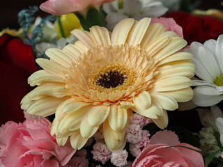 colorful different types of flowers in a bouquet, daisy, carnation, dahlia, rose, gypsophila,...