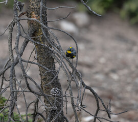 Audubon's warbler facing the camera in a tree in Yellowstone National Park, Wyoming, USA