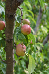 Fresh Ripe nectarine fruits on a tree branch with leaves closeup, A bunch of ripe nectarine, Ripe delicious fruit nectarine on the tree, Ripe sweet nectarine fruits grow on a nectarine tree branch