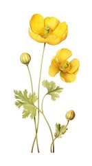 Naklejka premium Buttercup flower illustration botanical.