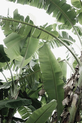 Tropical organic natural green leafy botanic white sky neutral texture abstract background