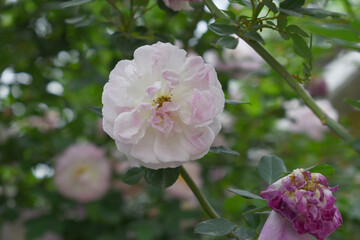 Rosa great maiden's blush white flower, Spring Flowering white Flower Heads on an Old English Rose (Rosa 'Great Maiden's Blush) with leaves, white double Alba rose Maiden's Blush flowers in a garden