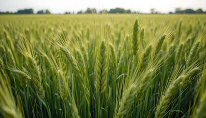 spikelets of green brewing barley in a field
