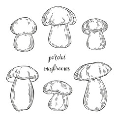 Porcini mushrooms. Hand drawn isolated vector illustrations. Line art. For packaging design, advertising, menus, magazines, recipes.