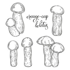 Mushrooms, orange-cap boletus. Hand drawn isolated vector illustrations. Line art. For packaging design, advertising, menus, magazines, recipes.