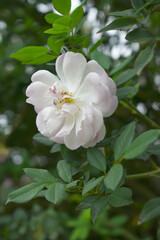 Obraz premium Rosa great maiden's blush white flower, Spring Flowering white Flower Heads on an Old English Rose (Rosa 'Great Maiden's Blush) with leaves, white double Alba rose Maiden's Blush flowers in a garden