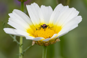 Obraz premium Small red and black beetle exploring the center of a white and yellow daisy flower